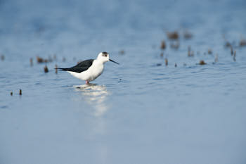 Faune des marais<br>NIKON D700, 700 mm, 360 ISO,  1/1250 sec,  f : 8 